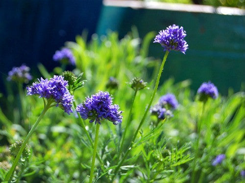 Gilia capitata -  Blue Thimble Flower