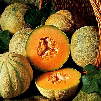 Charentais  - French Heirloom Melon