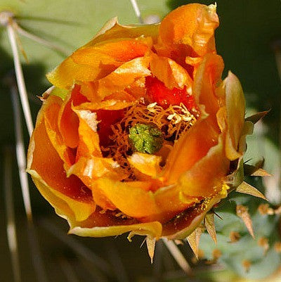 Opuntia engelmannii - Cactus Apple