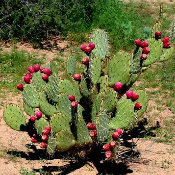 Opuntia engelmannii - Cactus Apple