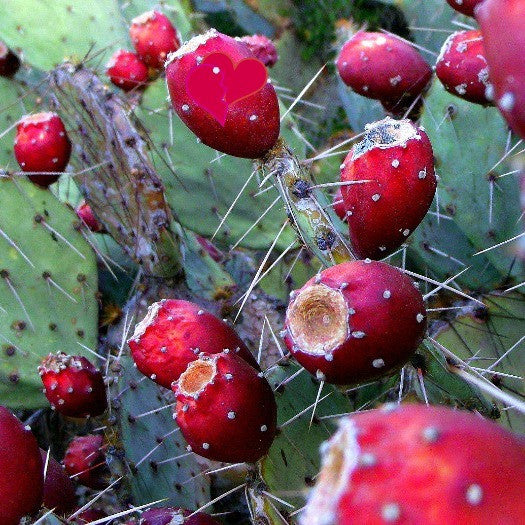 Opuntia engelmannii - Cactus Apple