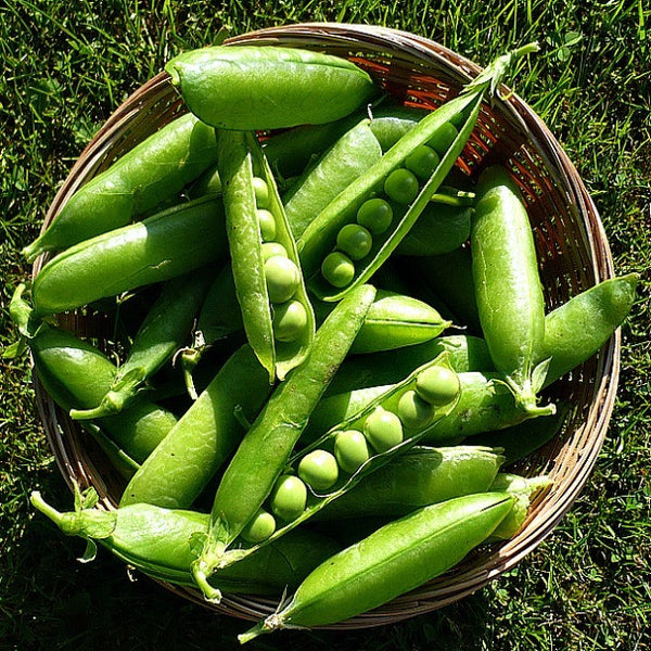 Half-Pint Pea - Miniature Heirloom