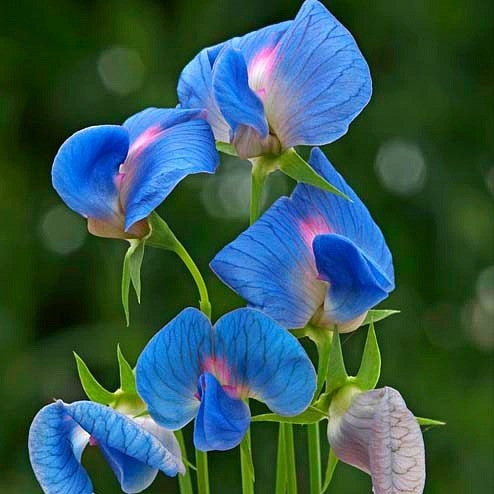 Lathyrus azureus - King Tut Grass Pea