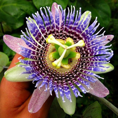 Passiflora ligularis  - Sweet Granadilla