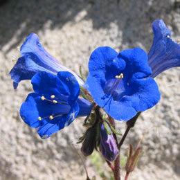 Phacelia campanularia - Desert Bluebells