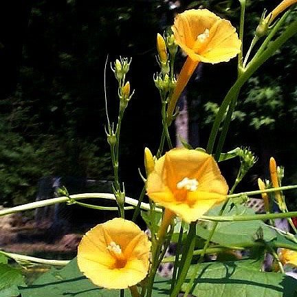 Ipomoea hederifolia lutea - Yellow Morning Glory