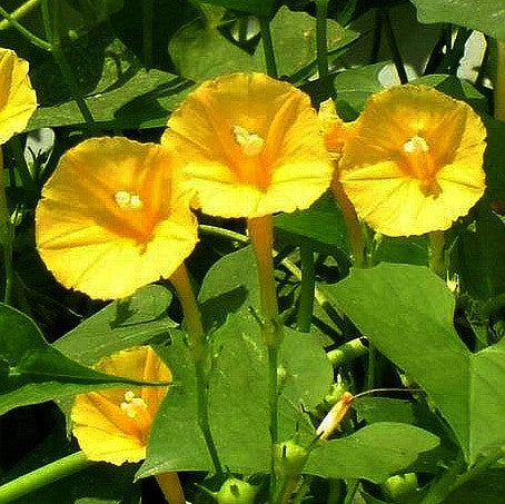 Ipomoea hederifolia lutea - Yellow Morning Glory