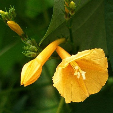 Ipomoea hederifolia lutea - Yellow Morning Glory
