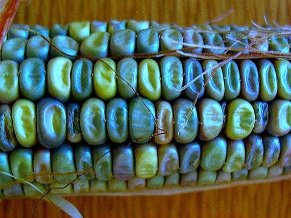 Oaxacan Green Corn - Mexican Heirloom