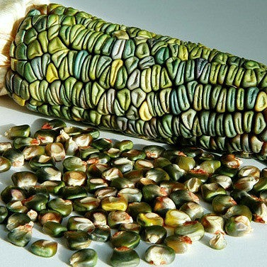 Oaxacan Green Corn - Mexican Heirloom
