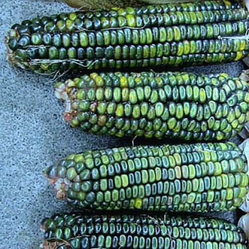 Oaxacan Green Corn - Mexican Heirloom