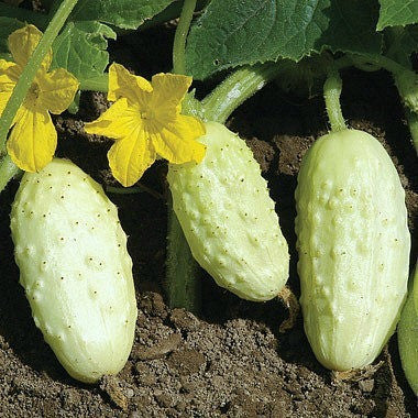 Miniature White Heirloom Cucumber