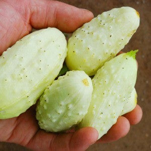 Miniature White Heirloom Cucumber