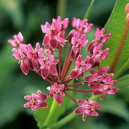 Asclepias sullivantii  Prairie Milkweed