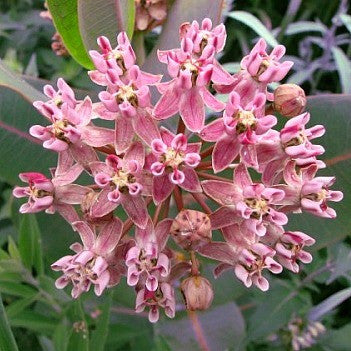 Asclepias sullivantii  Prairie Milkweed