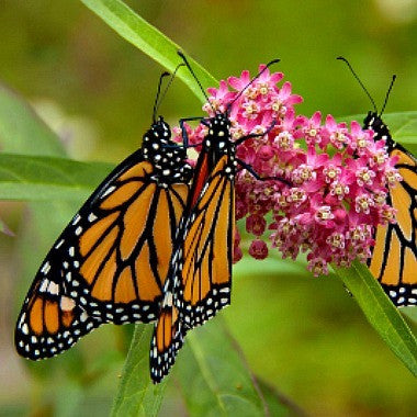 Asclepias sullivantii  Prairie Milkweed
