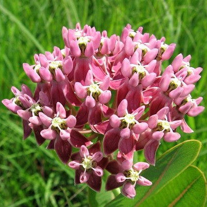 Asclepias sullivantii  Prairie Milkweed
