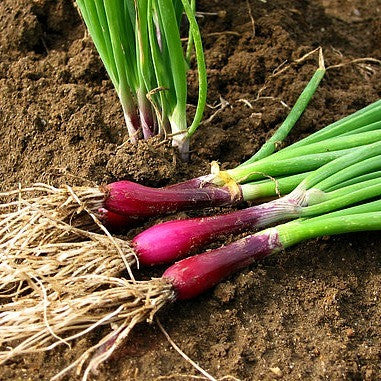 Scarlet Scallion - Japanese Heirloom