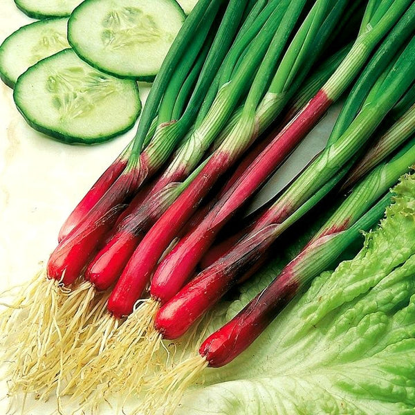 Scarlet Scallion - Japanese Heirloom