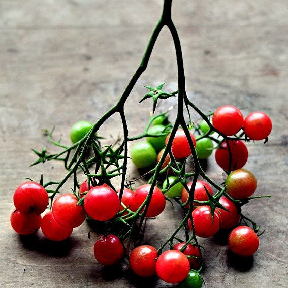 Mexico Midget  Heirloom Tomato