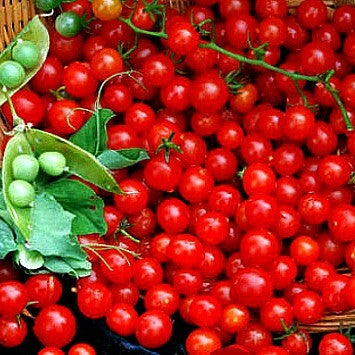 Mexico Midget - Heirloom Tomato