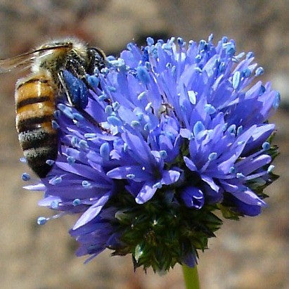 Gilia capitata -  Blue Thimble Flower