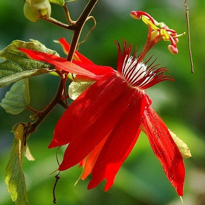 Passiflora coccinea  Scarlet Passionflower