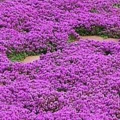 Creeping Thyme  - Fragrant Groundcover