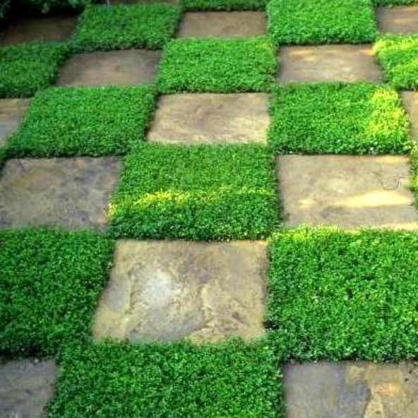 Creeping Thyme  - Fragrant Groundcover