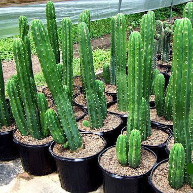Trichocereus pachanoi - San Pedro Cactus