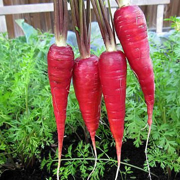 Rainbow Carrot Mix Seven Crazy Colors – Seeds