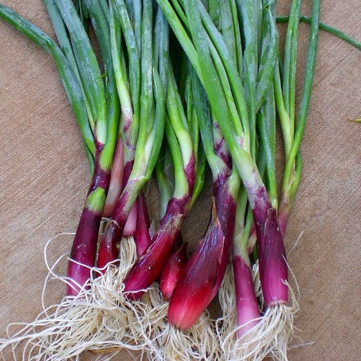 Scarlet Scallion - Japanese Heirloom