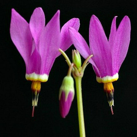 Amethyst Shooting Star - Dodecatheon amethystinum