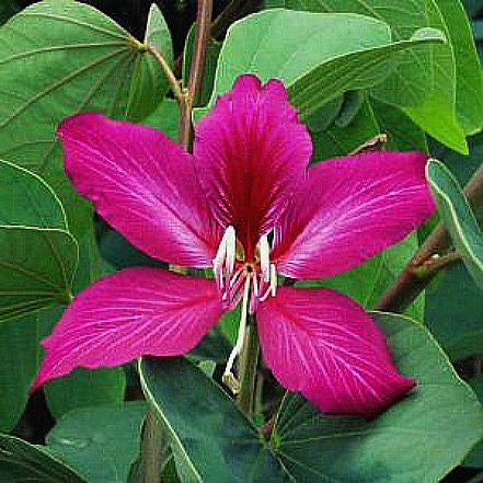 Bauhinia purpurea - Hong Kong Orchid Tree