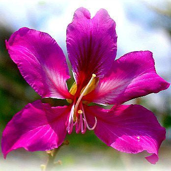 Bauhinia purpurea - Hong Kong Orchid Tree