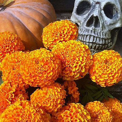 Day of the Dead Marigold - Tagetes erecta