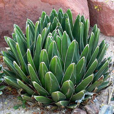 Agave victoriae-reginae - Queen Victoria Agave