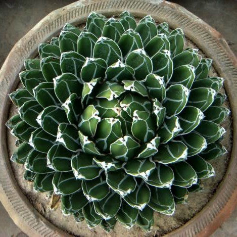 Agave victoriae-reginae - Queen Victoria Agave