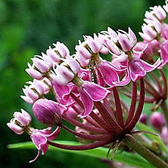 Asclepias incarnata   Swamp Milkweed