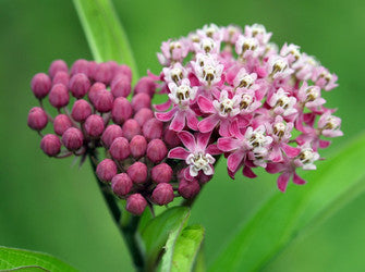 Asclepias incarnata   Swamp Milkweed