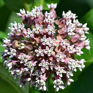 Asclepias syriaca  Common Milkweed