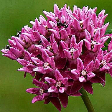 Asclepias purpurascens – Purple Milkweed