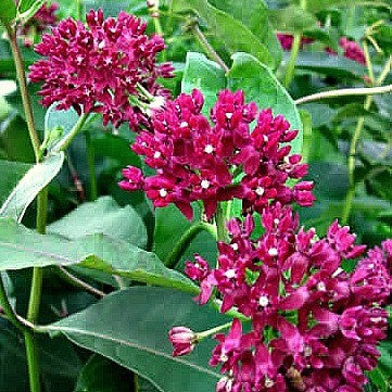 Asclepias purpurascens – Purple Milkweed