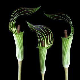 Arisaema triphyllum - Jack-in-the-Pulpit