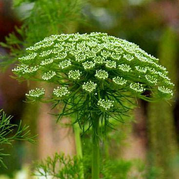 Ammi visnaga  Green Mist Laceflower