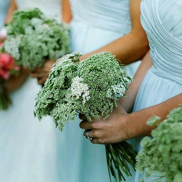 Ammi visnaga  Green Mist Laceflower