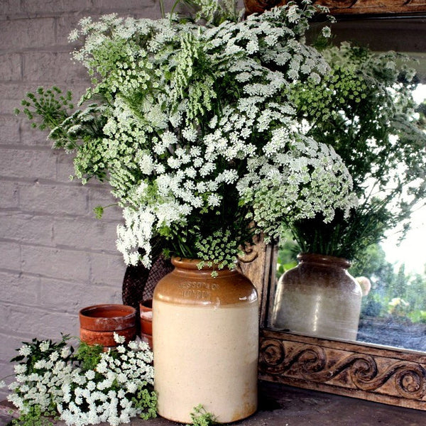 Ammi visnaga  Green Mist Laceflower