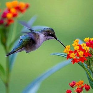 Hummingbird Garden - Gift Collection