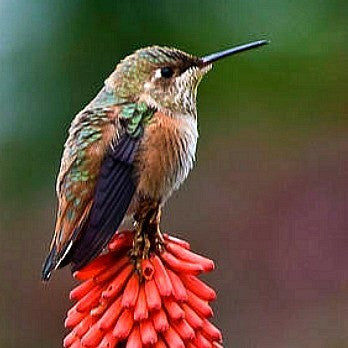 Hummingbird Garden - Gift Collection