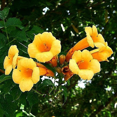 Campsis radicans flava - Golden Trumpet Vine